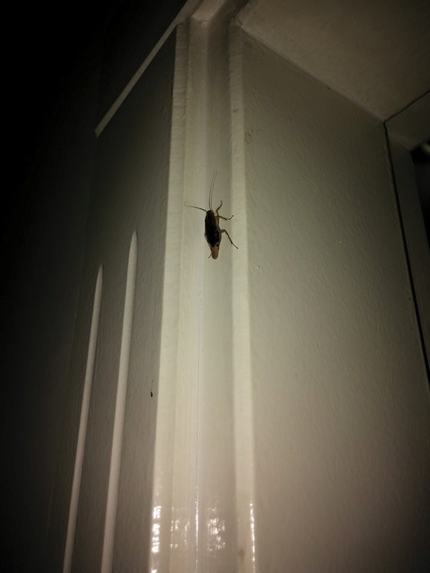 Gaziantep Ev İlaçlama