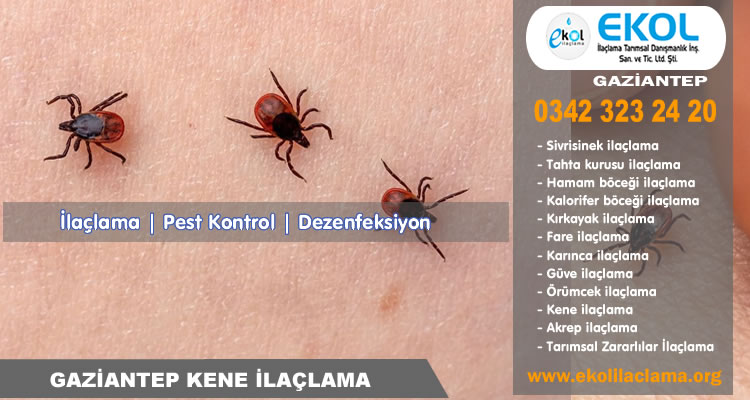 Gaziantep Kene İlaçlama Servisi